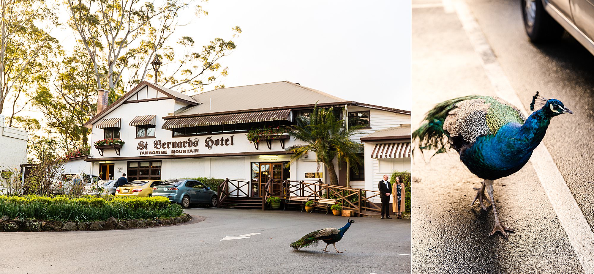 St Bernards Hotel, Mt Tamborine Wedding Emily + Daniel » Dallas Love