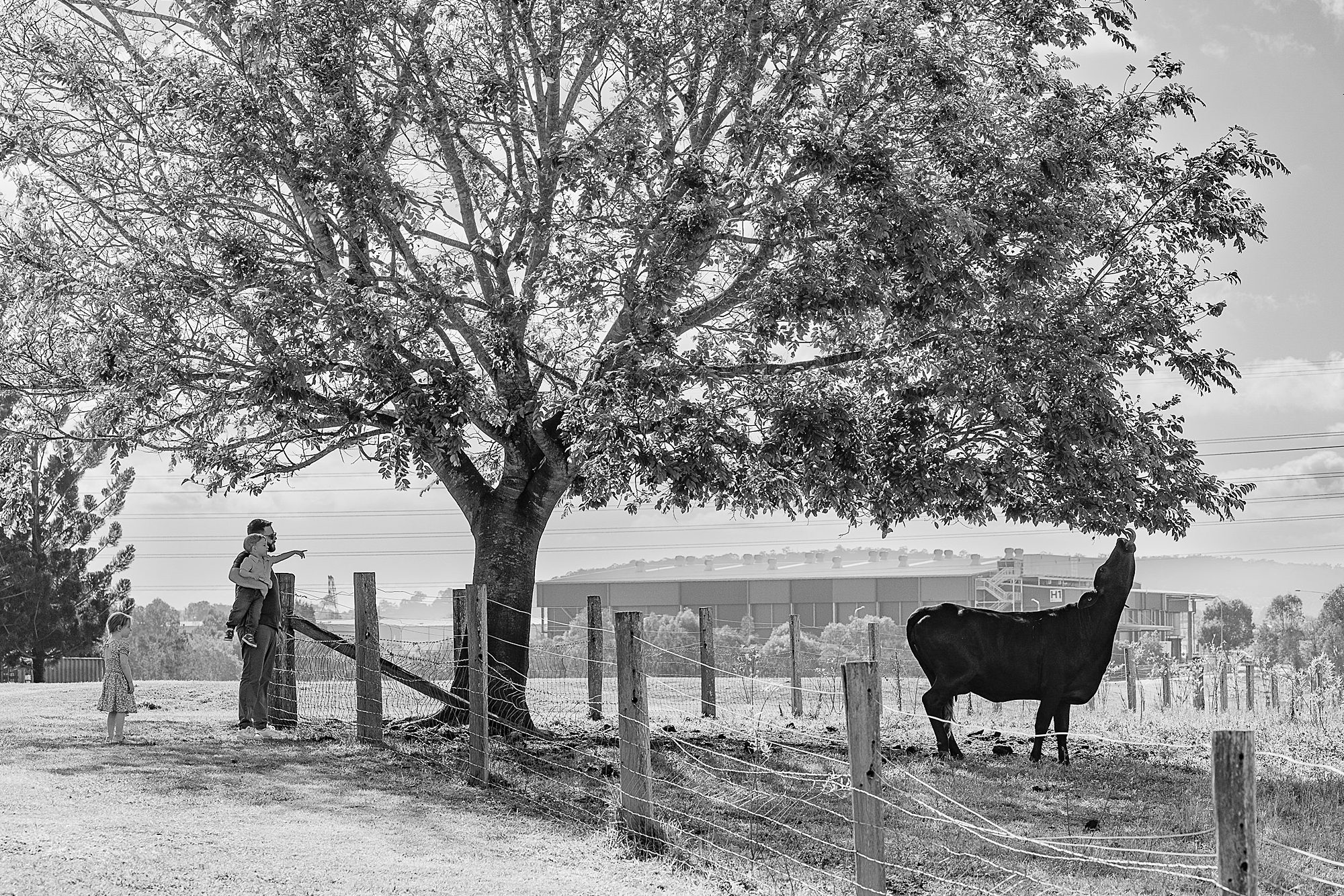 Oxley Creek Common cow at the tree